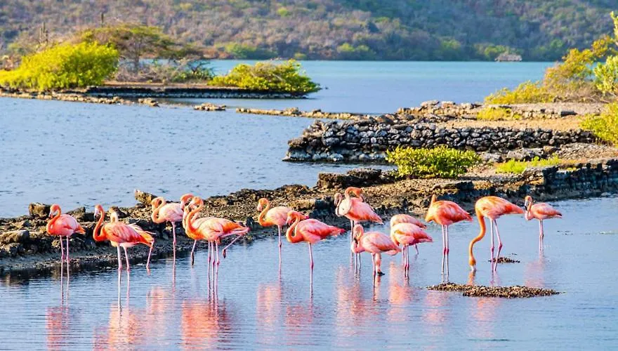 Prázdninový dům Caribbean Beach Resort Blenchi Curacao Willemstad